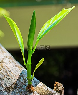 年轻的开车,分支机构,树