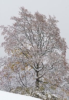 冬天,树,落叶乔木