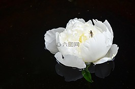 牡丹,花,白