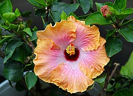 热带的芙蓉花,巴哈马岛湾,朗姆酒的转轮