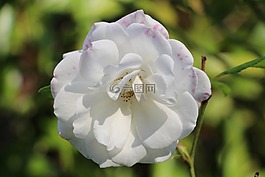 美丽,肠,成为