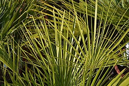 棕榈,绿色树叶,植物