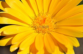 菊花,微距,清新