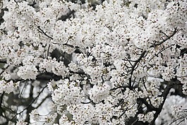 樱花,玄武湖,灿烂