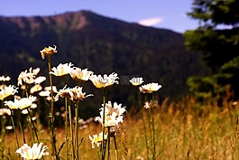 野生花卉,山,雏菊