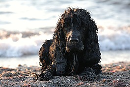 狗,英语可卡犬,动物