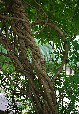 缠绕在一起,编织物,雕塑