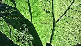 绿色,叶子,绿叶