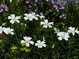 高山福寿,花,开花
