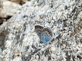 蝴蝶,restharrow的蓝,polyommatus 伊卡洛斯