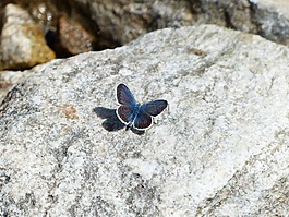 蝴蝶,restharrow的蓝,polyommatus 伊卡洛斯