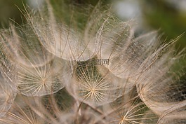 燕麦根,婆罗门 porrifolius,野花