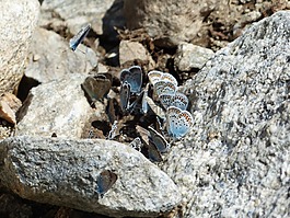 蝴蝶,restharrow的蓝,polyommatus 伊卡洛斯