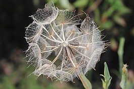燕麦根,婆罗门 porrifolius,野花
