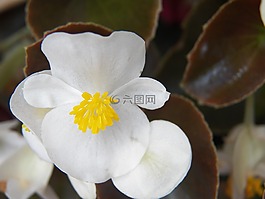 白花,精巧,花卉