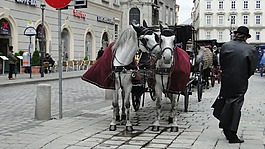 街景,動物,馬