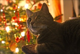 猫,圣诞节,沉思
