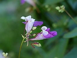 鲍尔弗 jewelweed,凤仙 balfourii,花