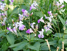 鲍尔弗 jewelweed,凤仙 balfourii,花