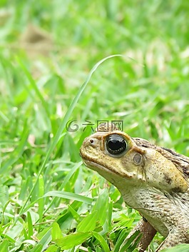 蟾蜍,动物,两栖
