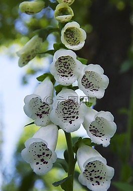 嘲笑罩,开花,植物