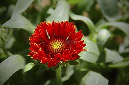 荣耀大火,花,橙色