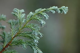 绿色,圣诞,性质