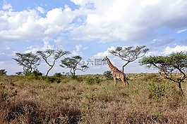 长颈鹿,稀树草原,国家