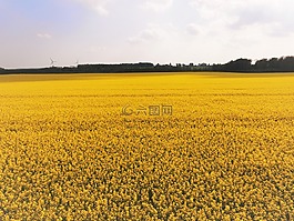 rapsmark,双低油菜籽,skåne