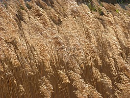 cañas,河,风