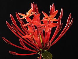 龙船花,花,开花