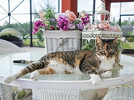 猫,伤口敷料,猫的