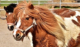 小马,马,可爱