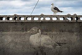 海鸥,鸟,新增功能