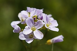 罩衫,春天,花