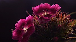 威廉甜,鲜花,粉红色