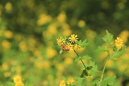 野菊花,黄色,蜜蜂