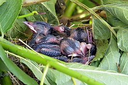 鸟类,小鸡,鸟巢