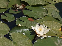 青蛙,睡莲,王子