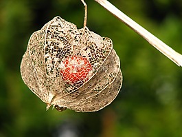 花,膀胱樱桃,lampion