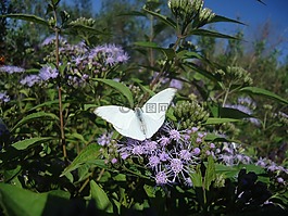 蝴蝶,白色的翅膀,客栈