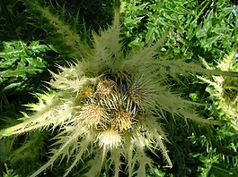 刺薊菜圖片_刺薊菜素材_刺薊菜模板免費下載-六圖網