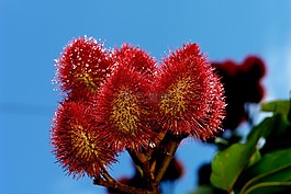 urucu,水果,染料