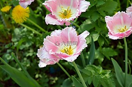 郁金香,粉色,白