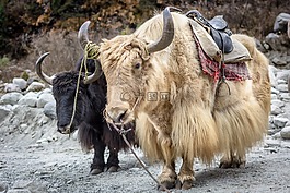 马拉里,喜马拉雅山,牦牛