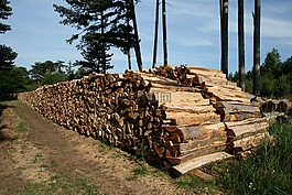 柴,山毛榉柴火,holzstapel