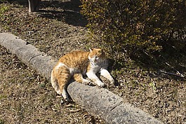 猫,太阳,午休