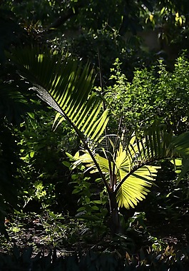 热带棕榈,植物区系,绿色