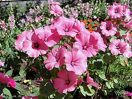 园艺展,鲜花,美丽