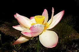 莲花,明暗对比,水产花